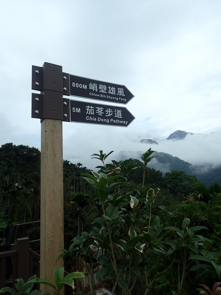 PA231631.JPG - 草嶺  茄苳步道  峭壁雄風