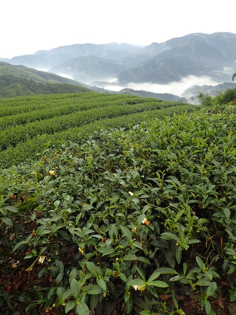 PA231764.JPG - 往三層坪途中之  茶園景致