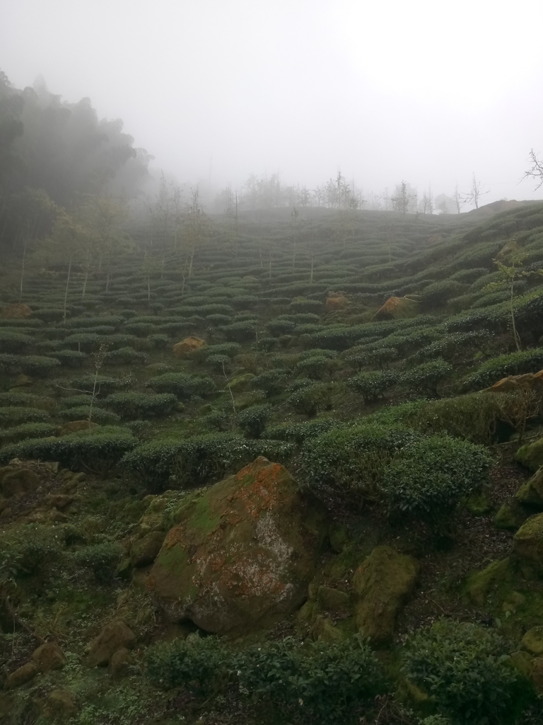 DSC_0510.JPG - 鹿谷  大崙山  霧中茶園之美(03)