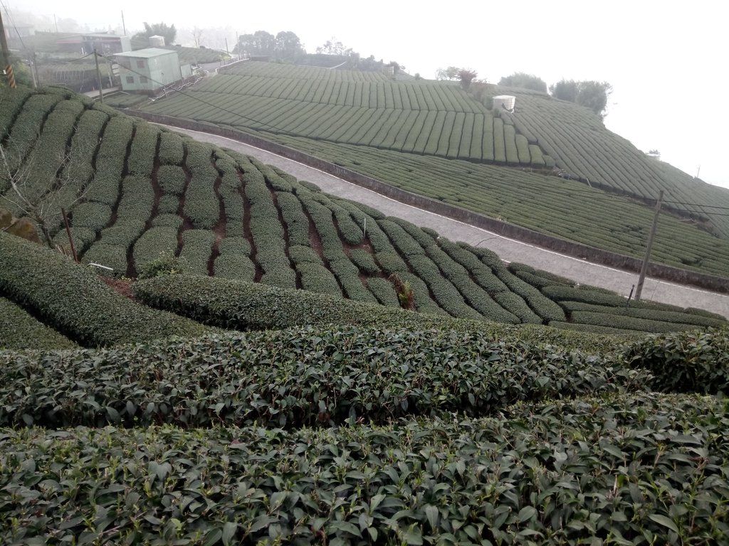 DSC_1482.JPG - 阿里山  頂石卓茶園之美