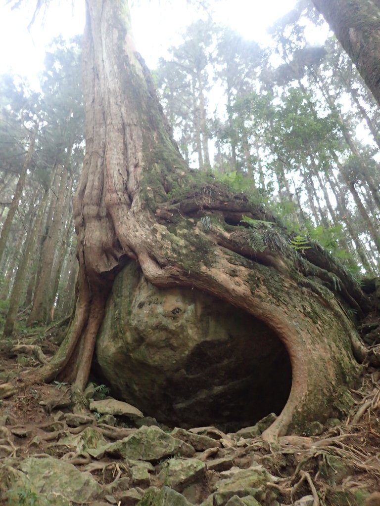 P3257957.JPG - 阿里山  二萬平  抱石神木