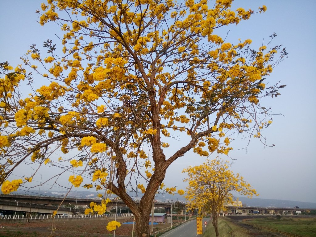 DSC_8188.JPG - 南投  貓羅溪畔  黃花風鈴木