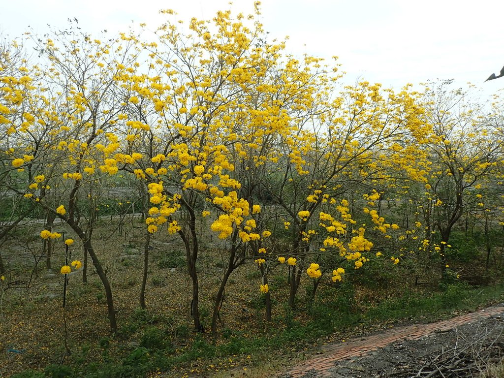 P3066598.JPG - 竹塘  田頭堤防  黃花風鈴木