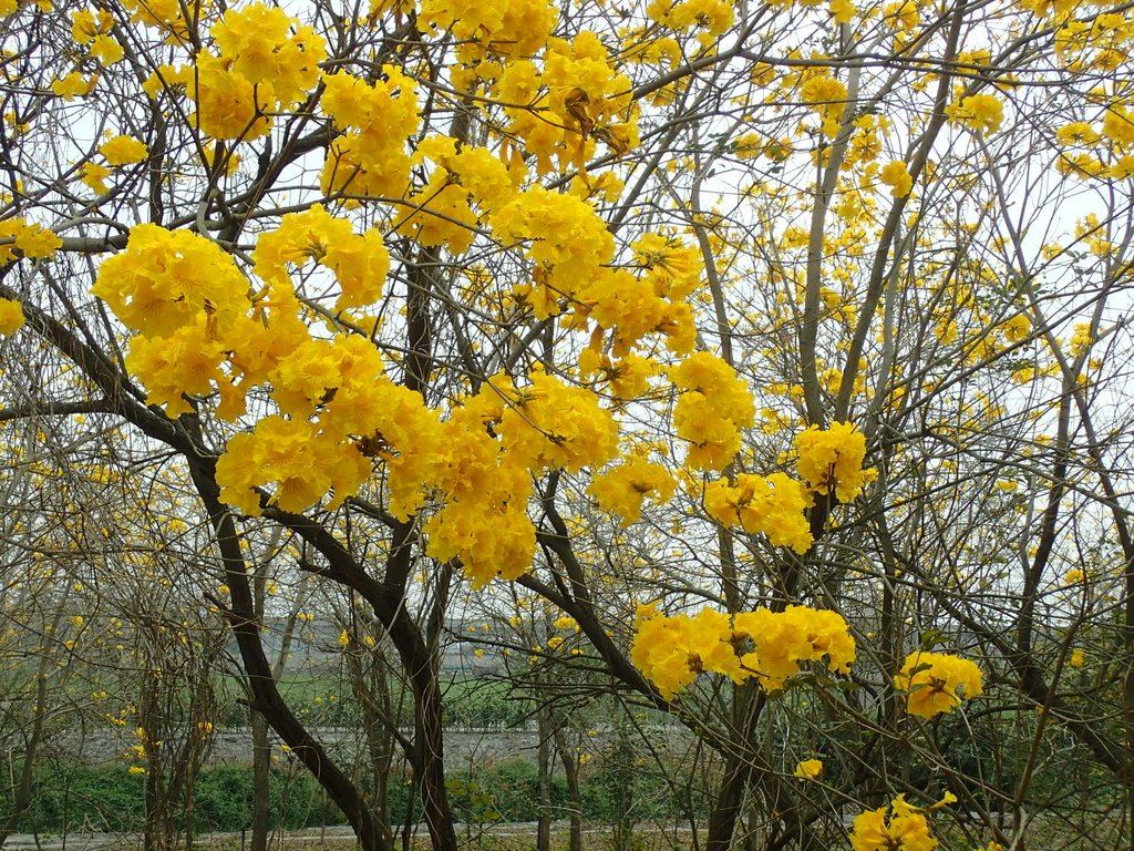 P3066556.JPG - 竹塘  田頭堤防  黃花風鈴木