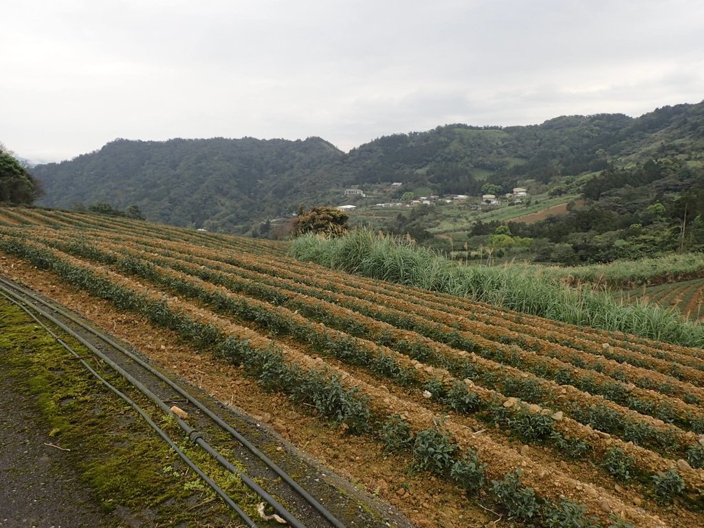 P3170469.JPG - 坪林  大湖尾茶園風光