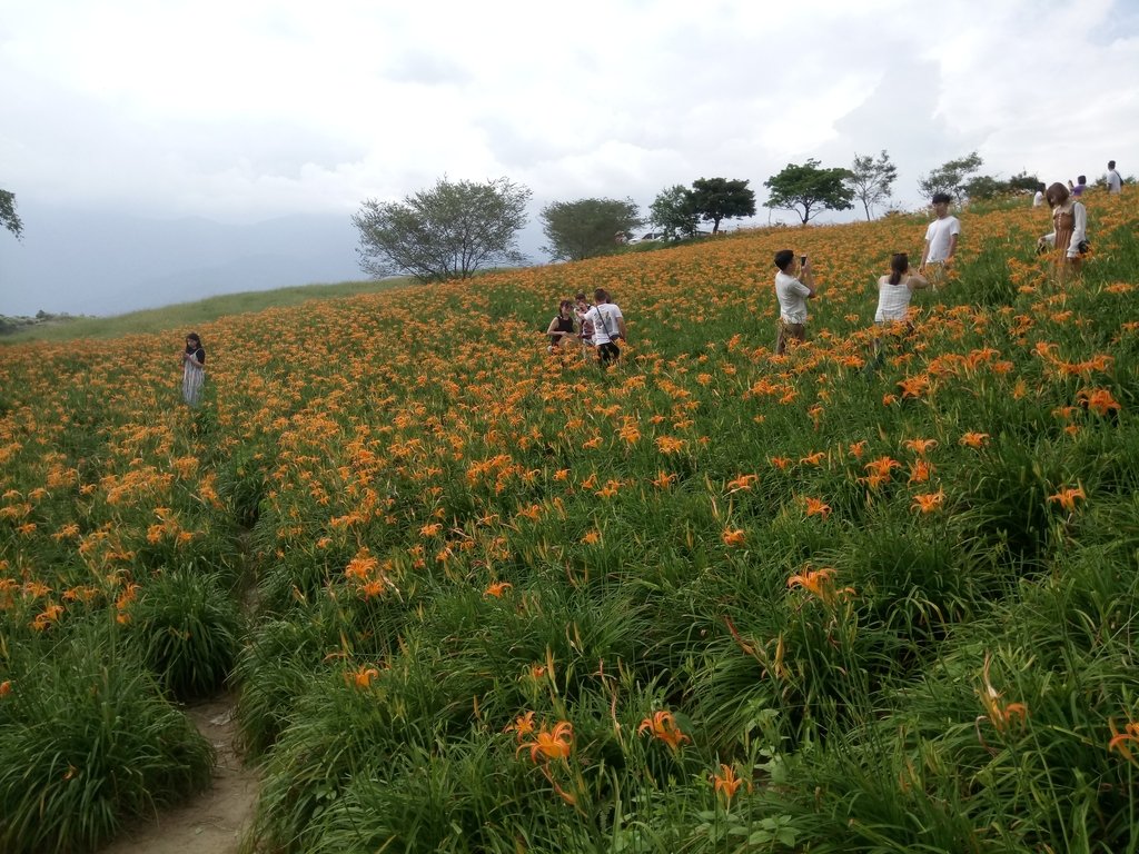 DSC_0698.JPG - 富里  六十石山  金針花季