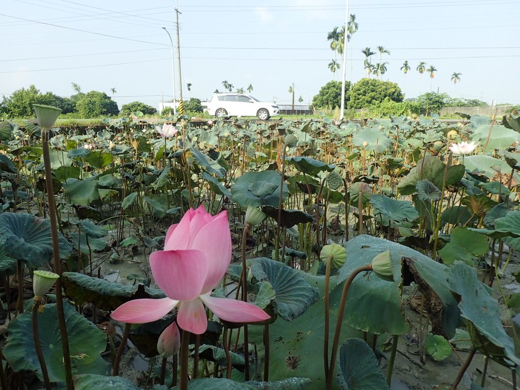 P8045045.JPG - 中埔  義仁村  蓮花池畔