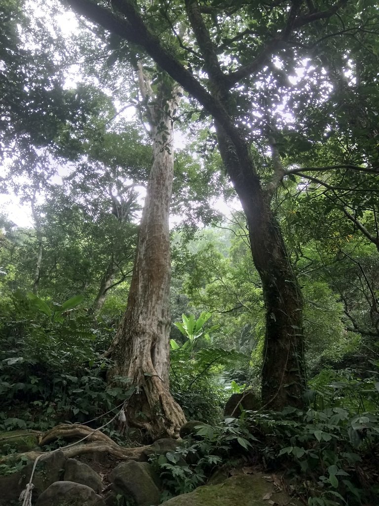 DSC_1014.JPG - 新竹  五指山登山步道