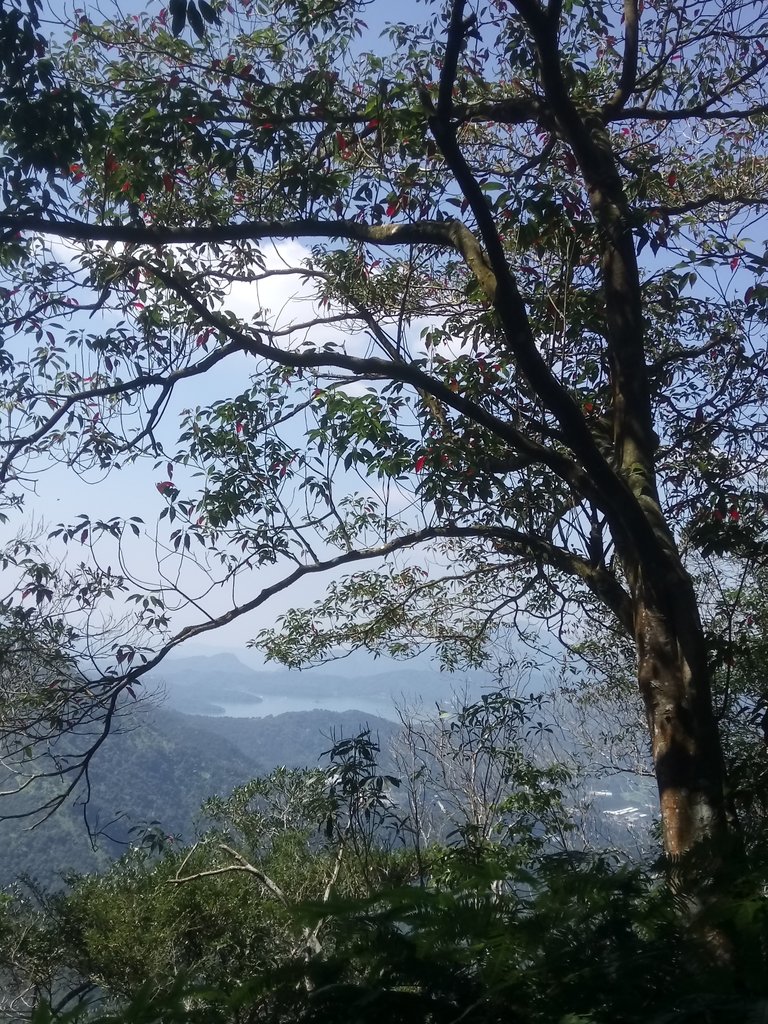 DSC_4052.JPG - 魚池  過坑山登山步道