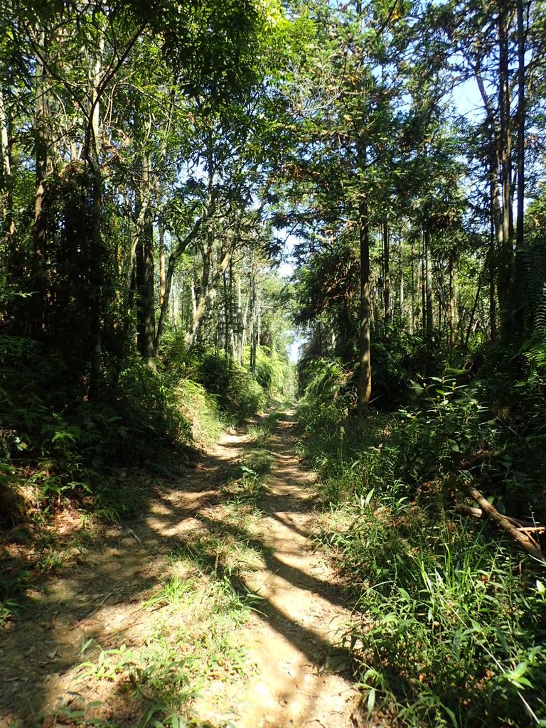 PA040382.JPG - 魚池  過坑山登山步道