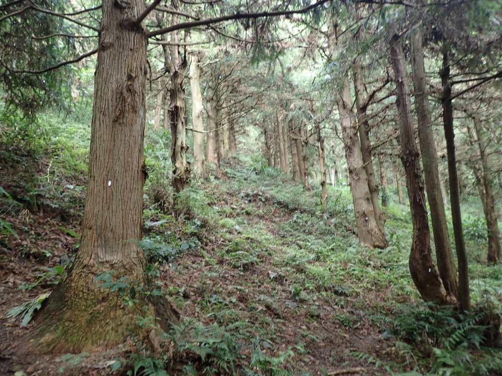 P7235804.JPG - 台中和平  長壽山登山步道  (下)