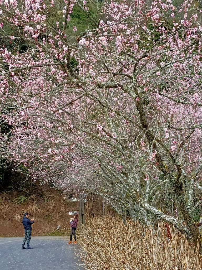 IMG20210205130301.jpg - 竹山  杉林溪森林遊樂園  路過