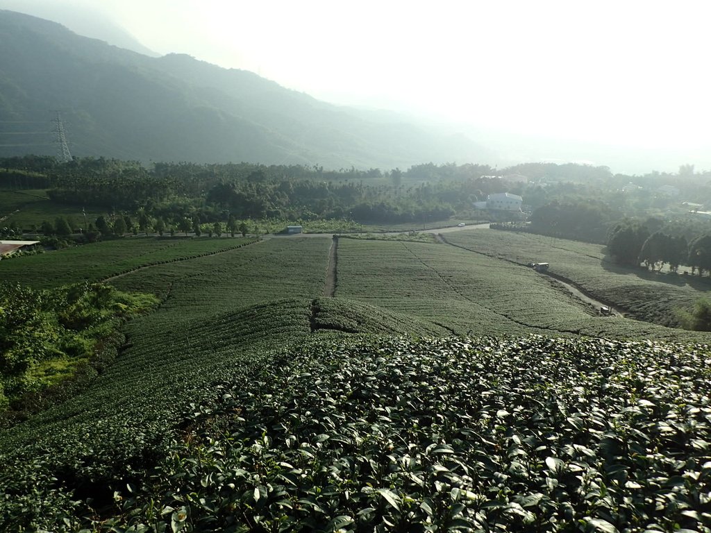 PB225333.JPG - 竹山  山坪頂茶園