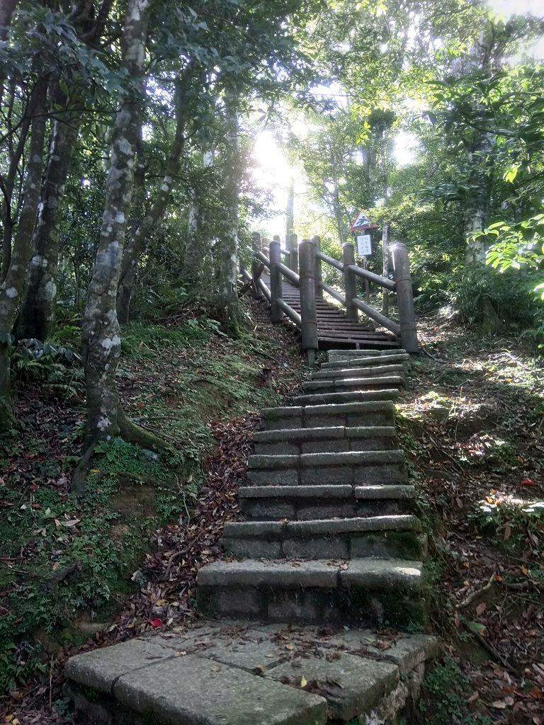 DSC_8952.JPG - 復興  東眼山森林步道