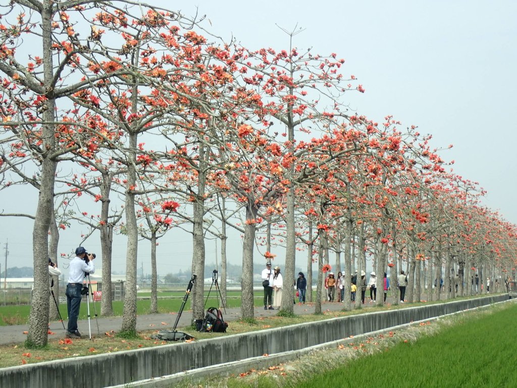 P3066626.JPG - 白河  林初埤  木棉花