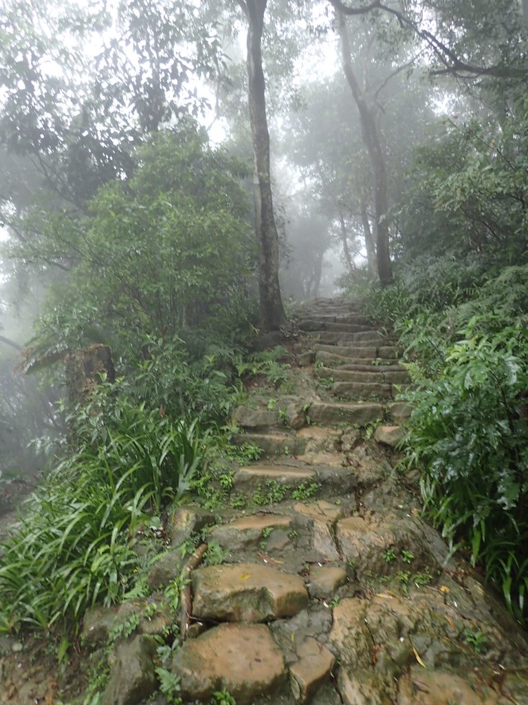 P1062058.JPG - 土城  天上山  登山步道