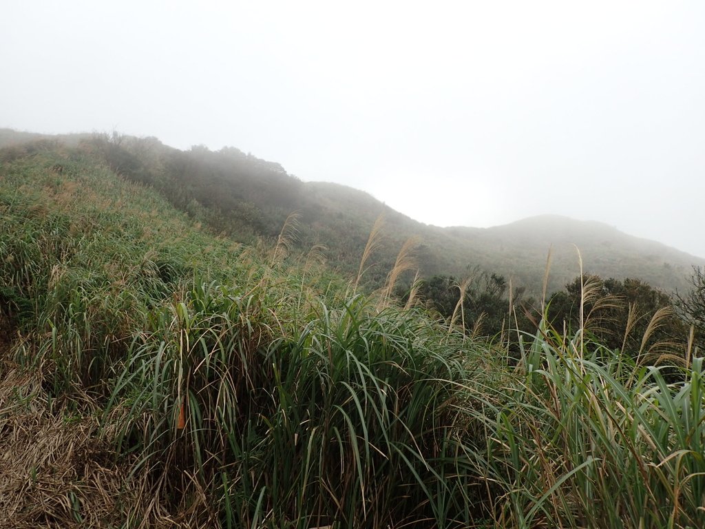 P1203505.JPG - 瑞芳  牡丹山