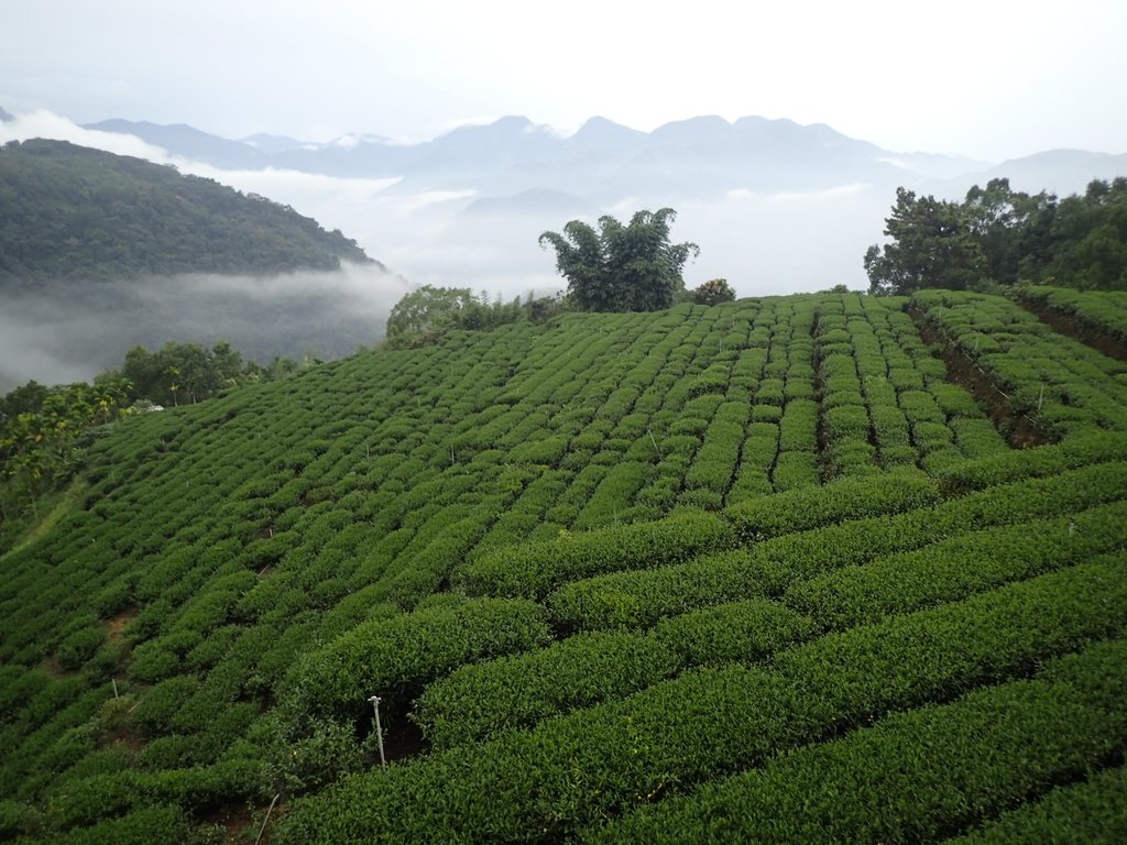 PA231884.JPG - 石壁途中之   茶山雲雨