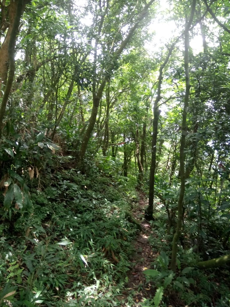 DSC_6572.JPG - 瑞芳  五分山登山步道