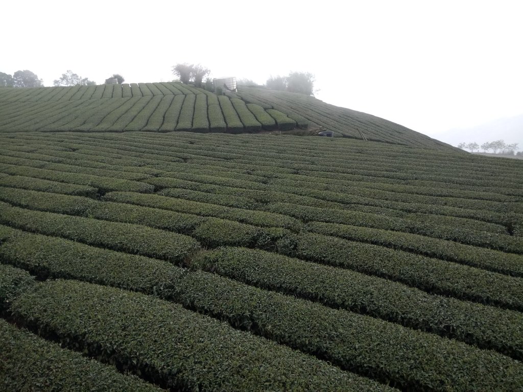 DSC_1483.JPG - 阿里山  頂石卓茶園之美