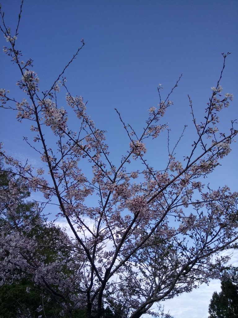 DSC_1649.JPG - 阿里山  沼平公園  賞櫻