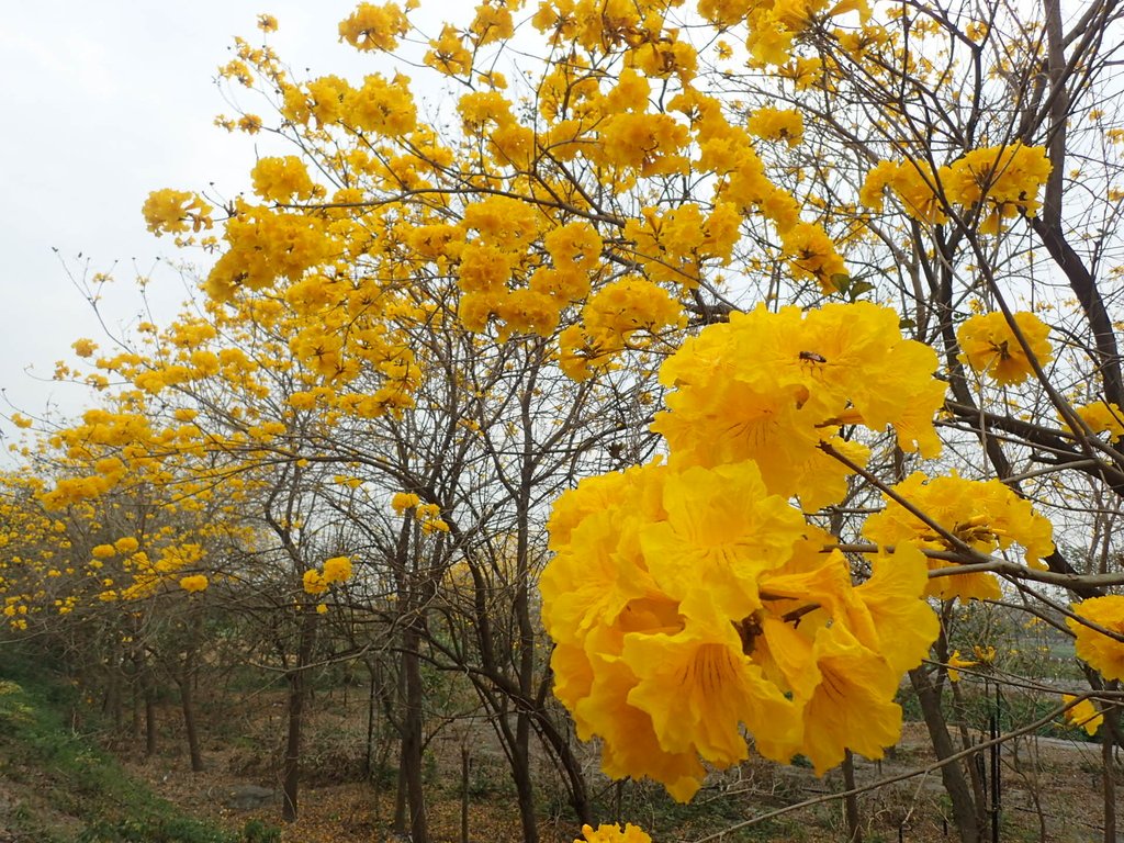 P3066571.JPG - 竹塘  田頭堤防  黃花風鈴木