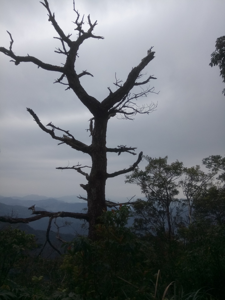 DSC_7178.JPG - 坪林  鬼子賴尖山