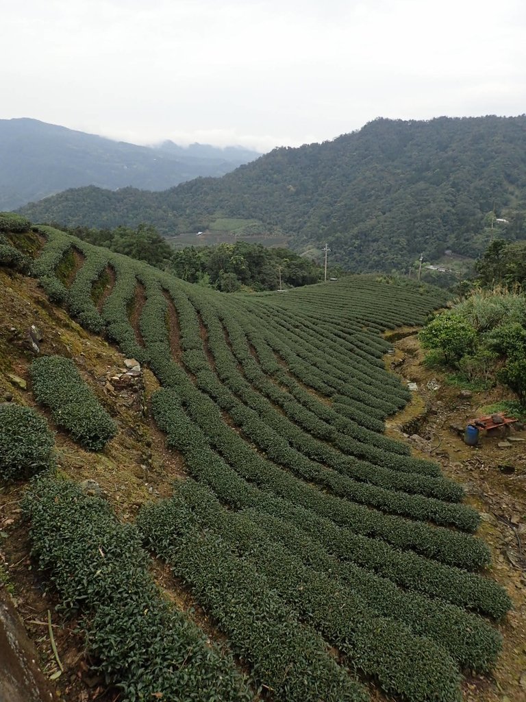 P3170474.JPG - 坪林  大湖尾茶園風光