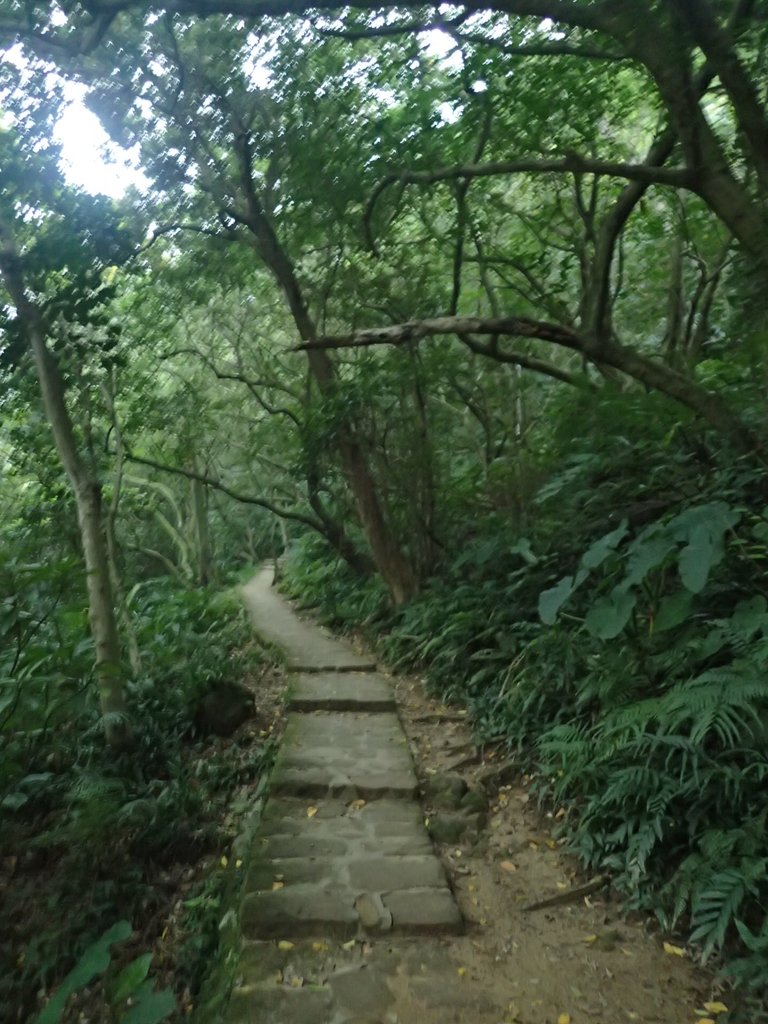 P3116928.JPG - 內湖  白鷺鷥山親山步道