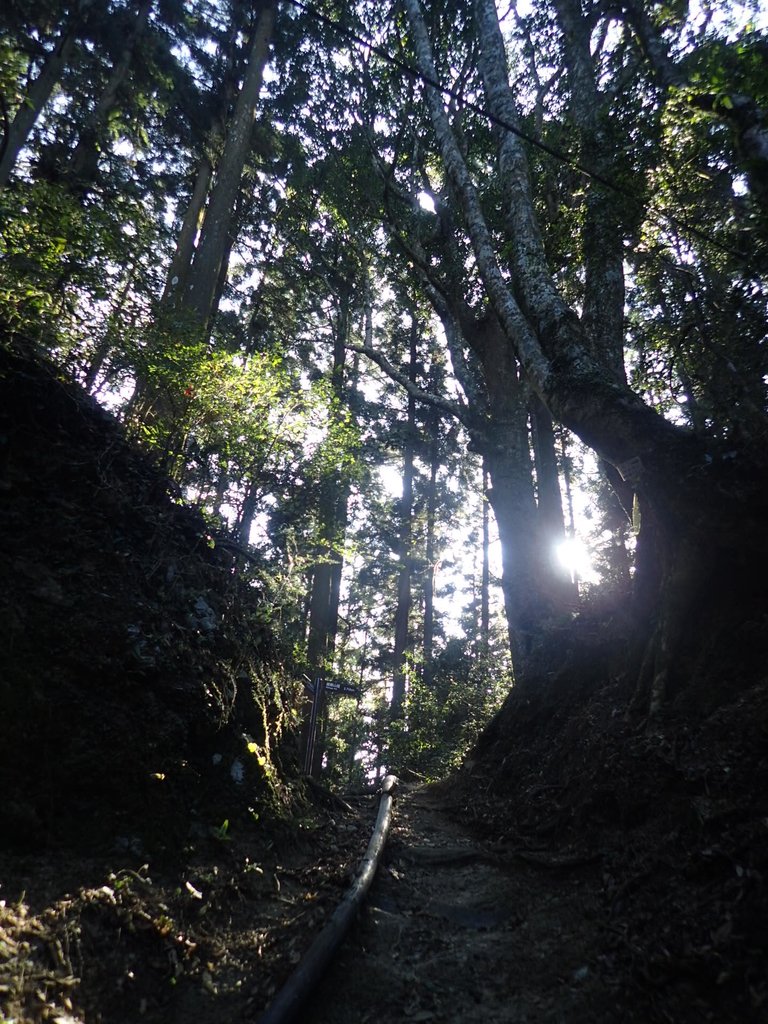 P2034728.JPG - 南庄  大坪林道  杜鵑嶺