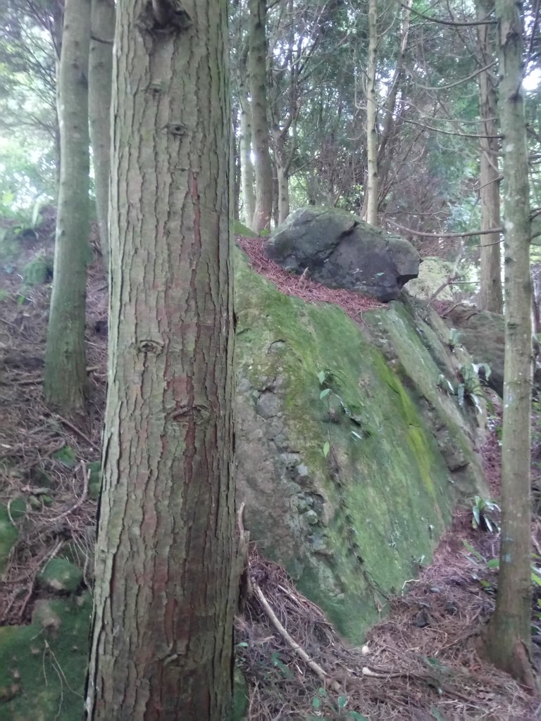 DSC_1027.JPG - 新竹  五指山登山步道