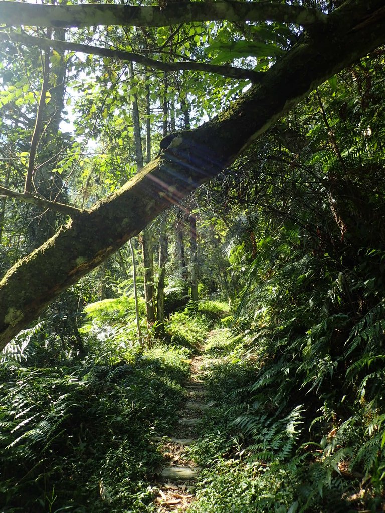 PA040346.JPG - 魚池  過坑山登山步道