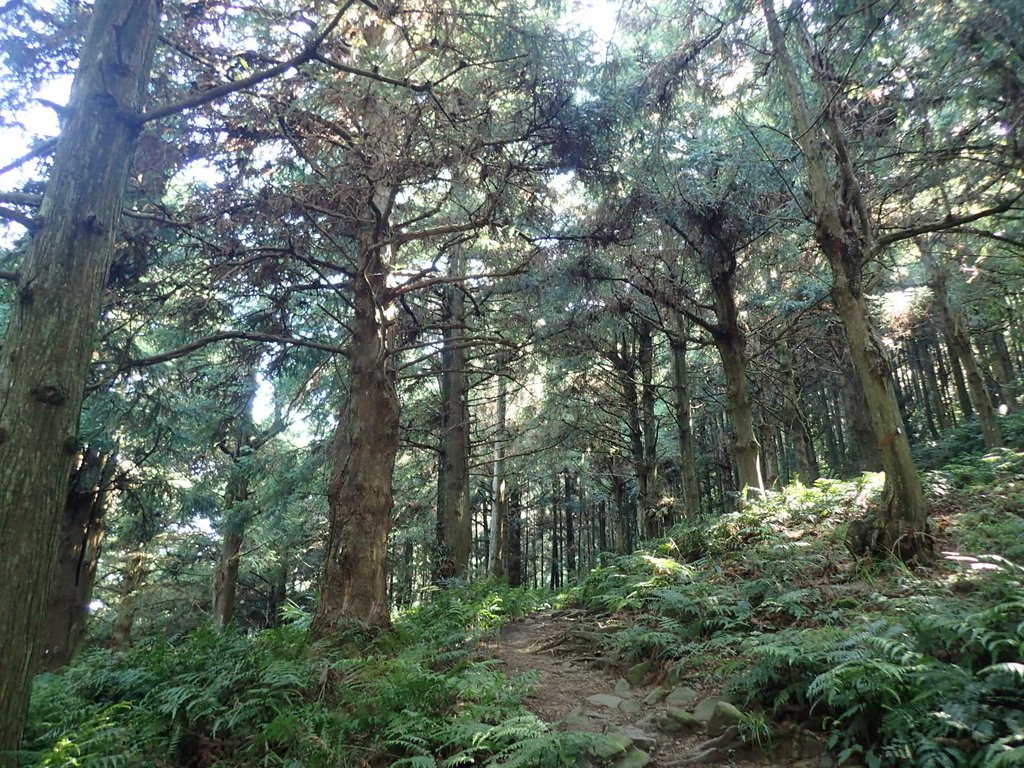 P7235825.JPG - 台中和平  長壽山登山步道  (上)