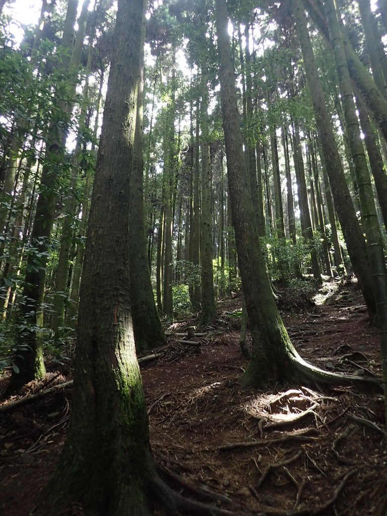 P7235870.JPG - 台中和平  長壽山登山步道  (下)