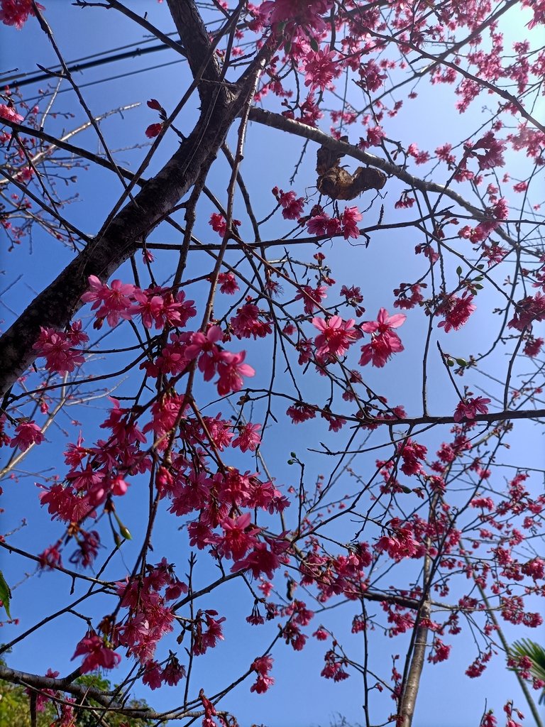 IMG20210130103513.jpg - 竹崎  獨立山登山步道