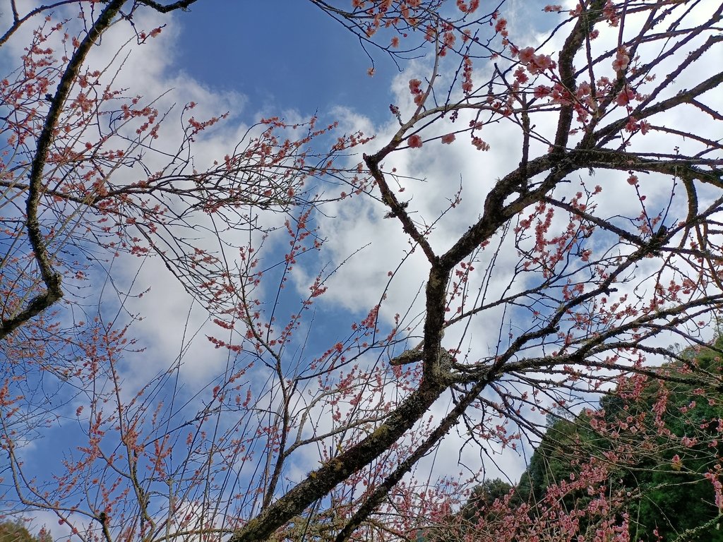 IMG20210205130404.jpg - 竹山  杉林溪森林遊樂園  路過