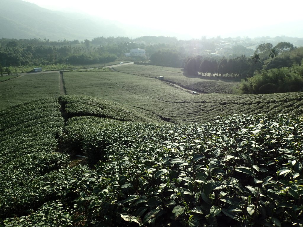 PB225337.JPG - 竹山  山坪頂茶園