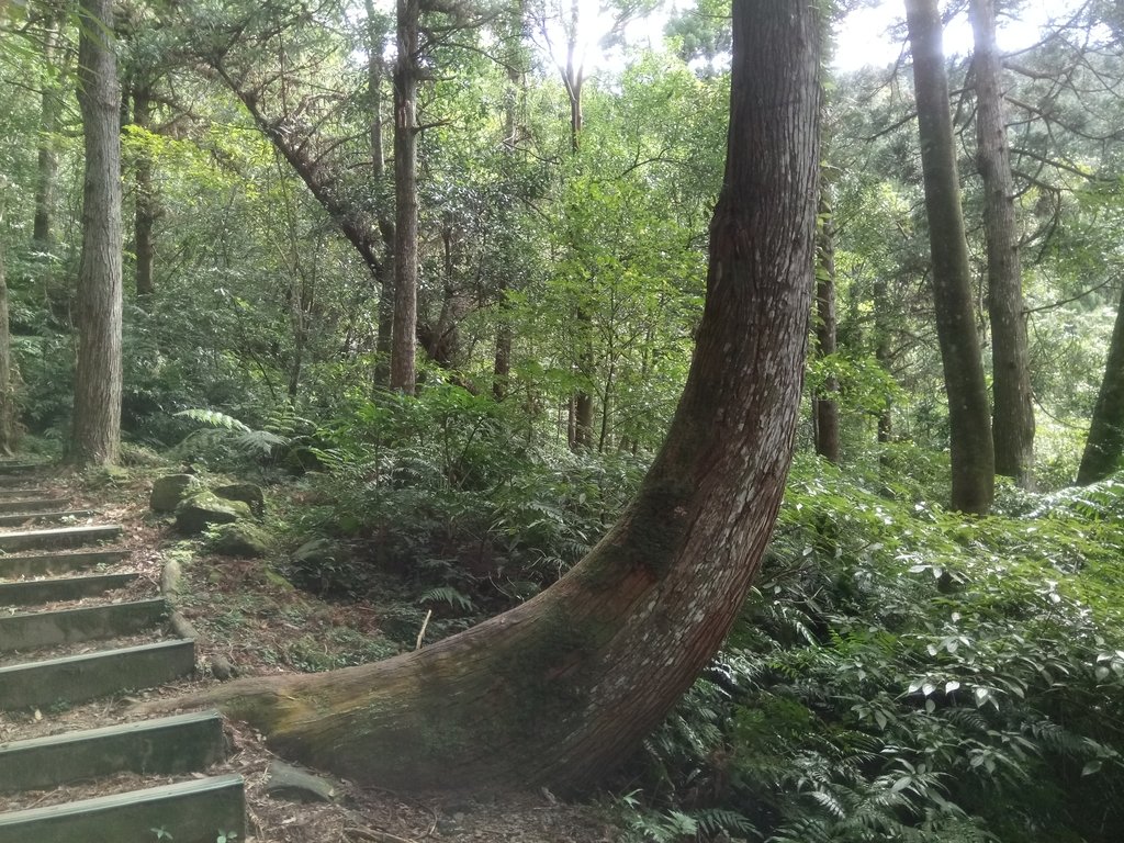 DSC_8984.JPG - 復興  東眼山森林步道