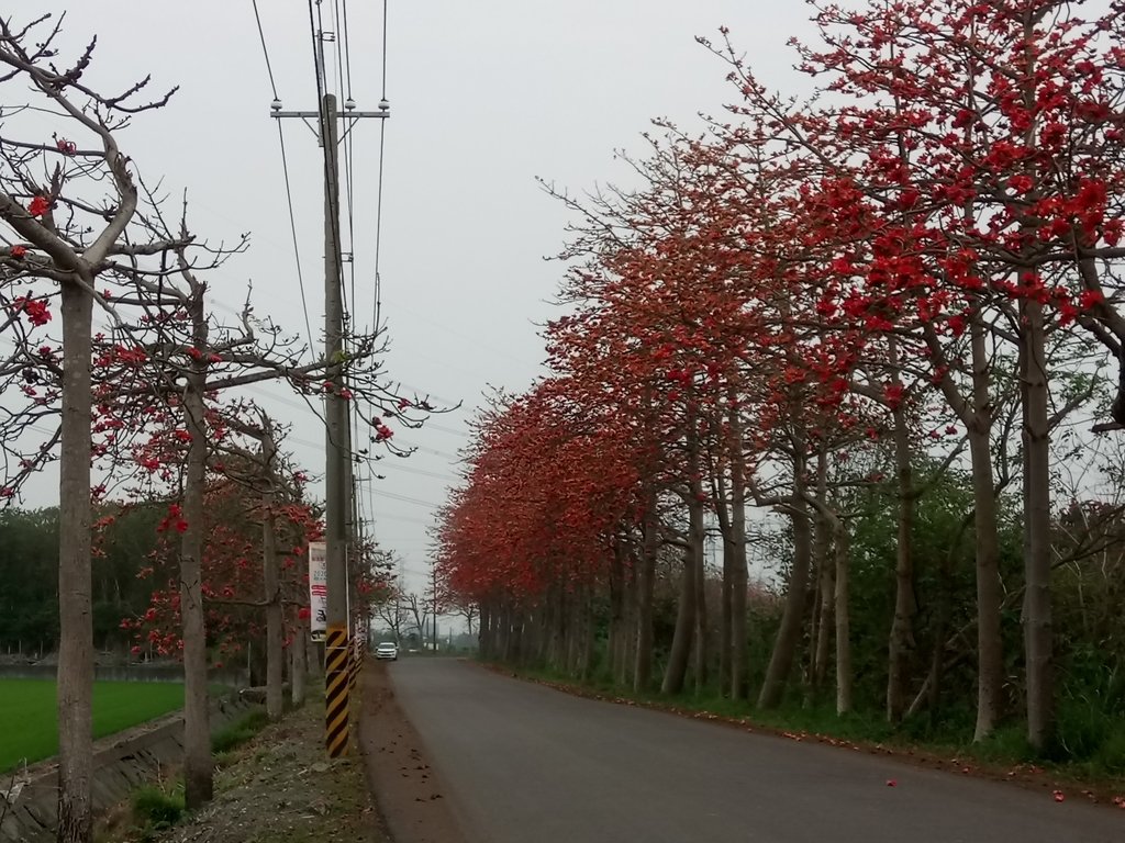 DSC_8258.JPG - 埤頭  東螺溪  木棉花