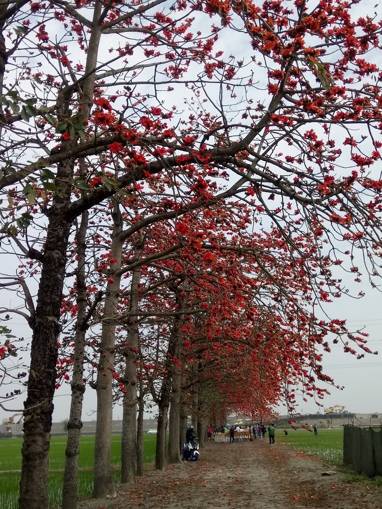 DSC_8382.JPG - 竹塘  田頭  木棉花道