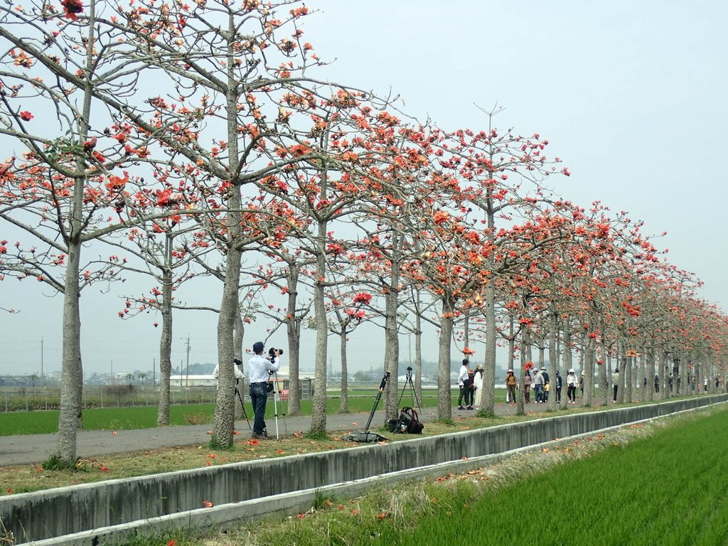 P3066629.JPG - 白河  林初埤  木棉花