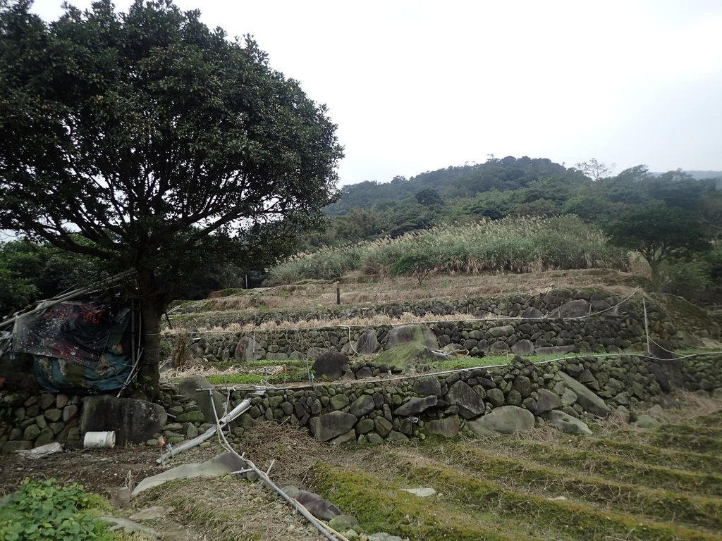 P1263993.JPG - 金山  大路崁古道