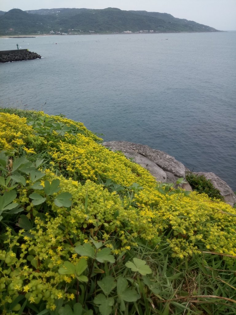 DSC_1183.JPG - 金山  磺港岬角  秘徑