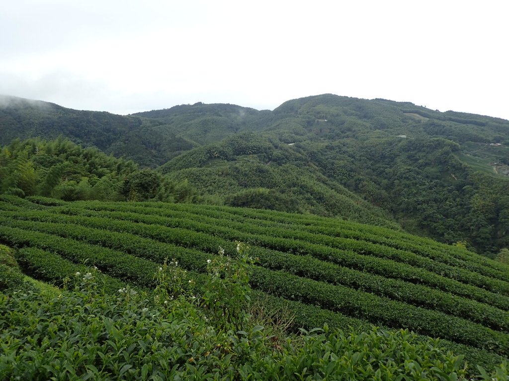 PA231768.JPG - 往三層坪途中之  茶園景致