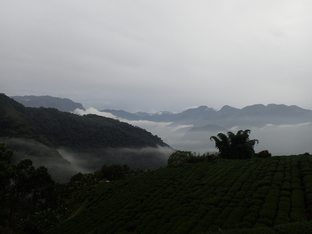 PA231890.JPG - 石壁途中之   茶山雲雨