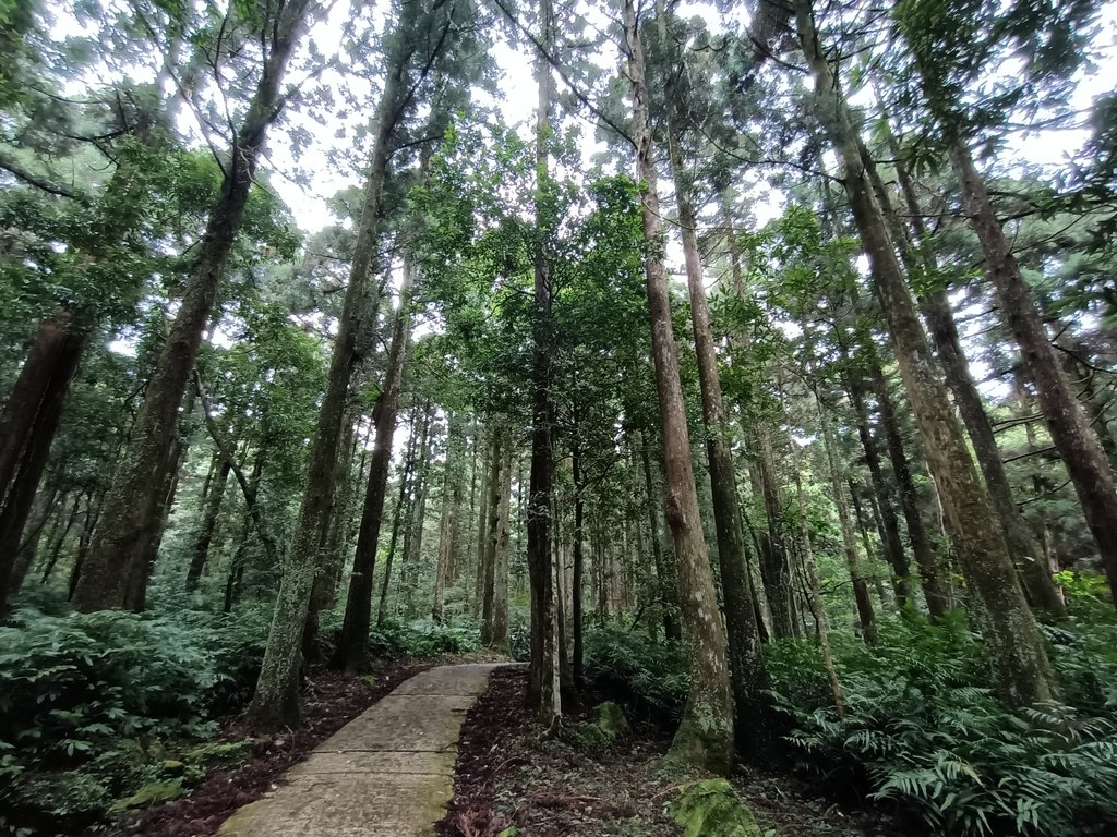 IMG20201215143658.jpg - 東眼山  東滿步道