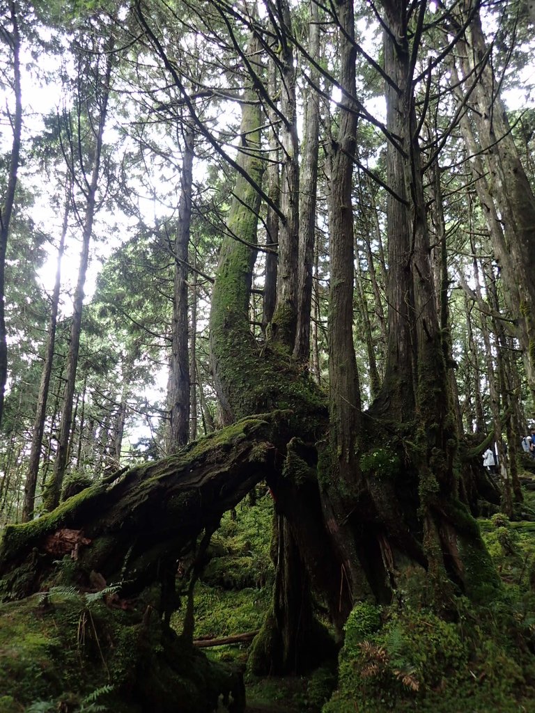 PB265425.JPG - 太平山  翠峰湖環山步道  02