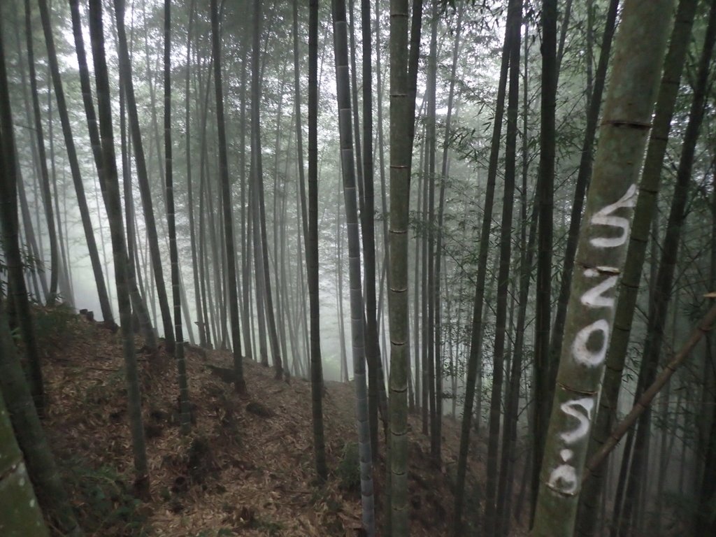 PA171039.JPG - 鹿谷  大崙山  霧中茶園之美(03)