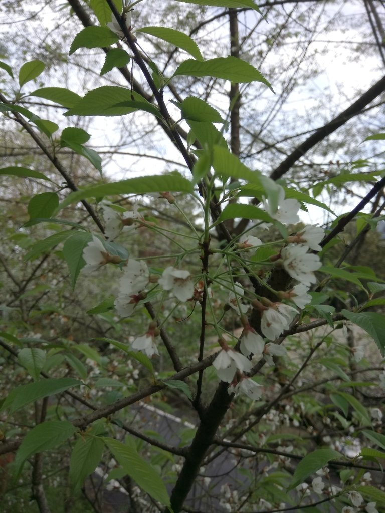 DSC_1656.JPG - 阿里山  沼平公園  賞櫻