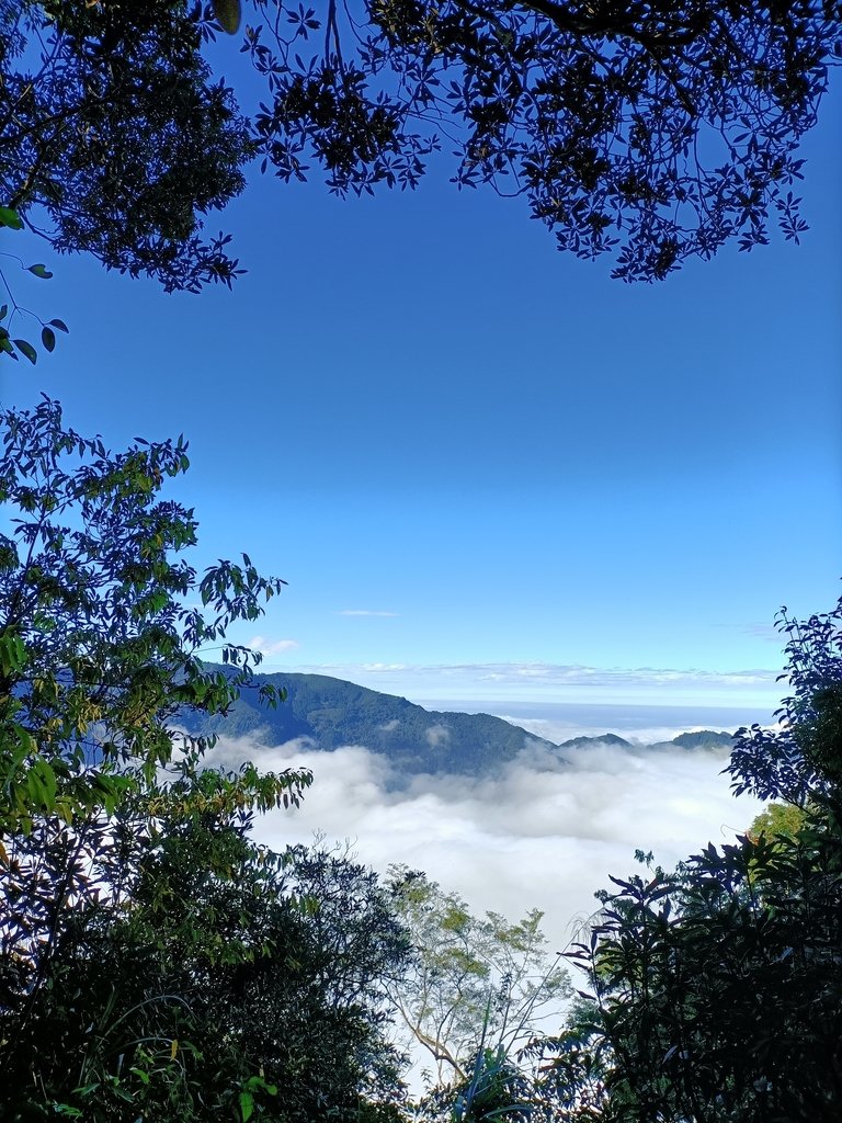 IMG20201205091617.jpg - 鹿谷  溪頭  南鳳凰山